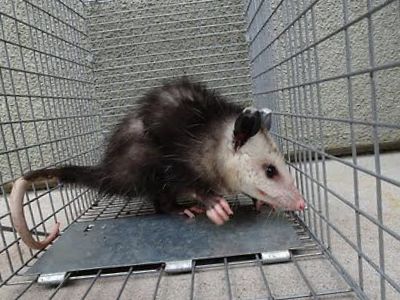 Columbus opossum control