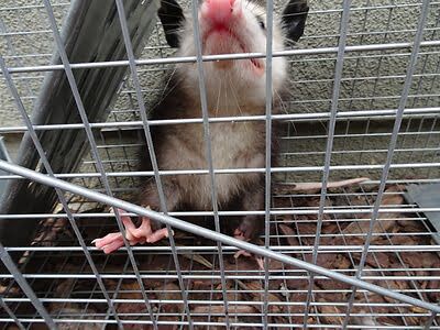 opossum trapping